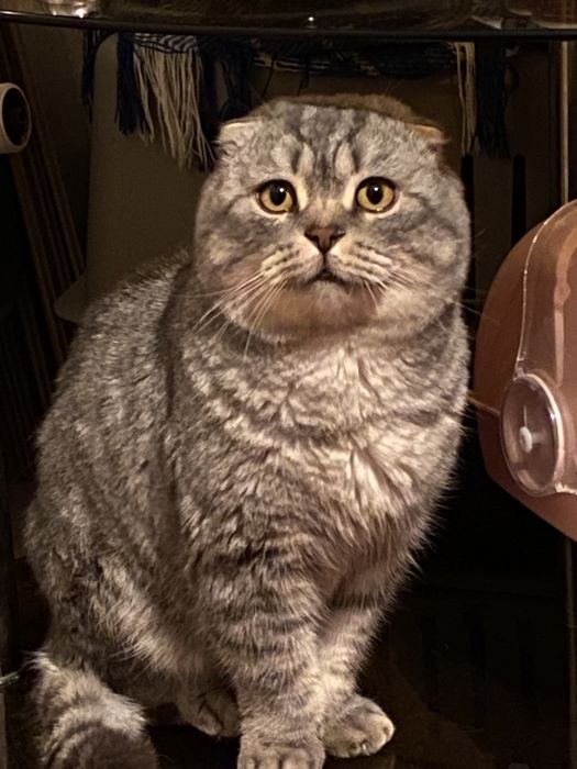 Вислоухий кот на вязку