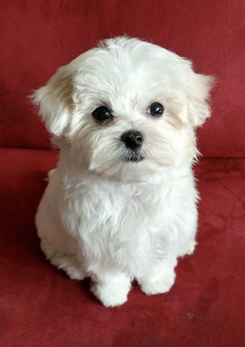 Bichon Maltez Fetiță