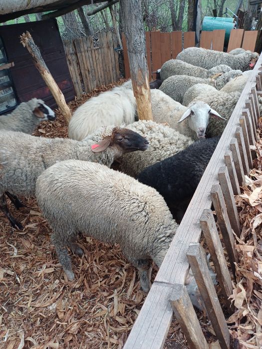 Vând 16 oi și un berbec