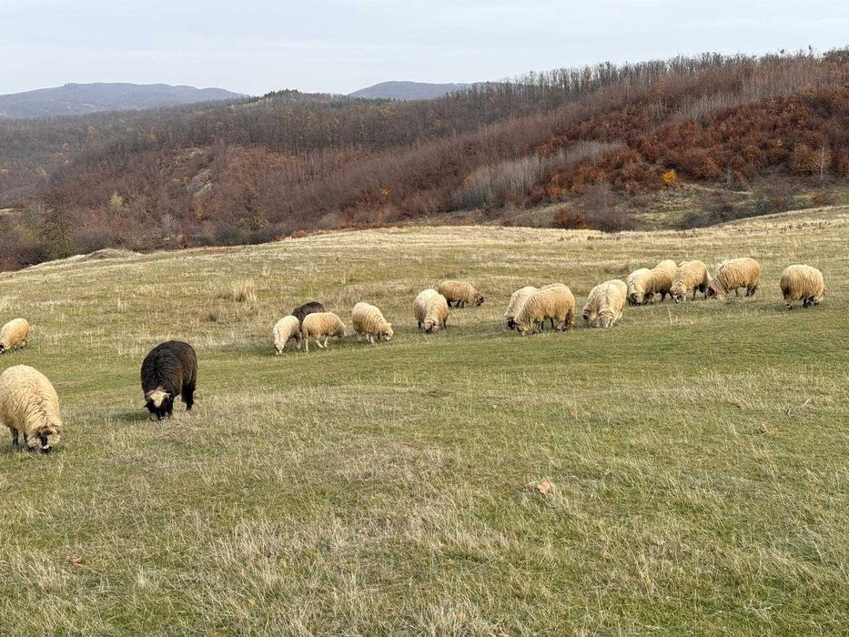 Oi frumoase de ținut