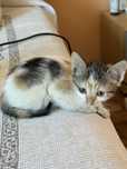 Подарявам котета