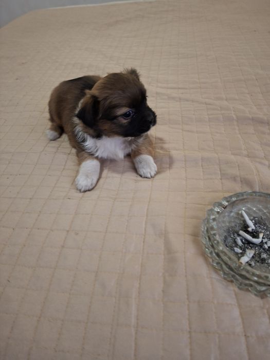 Две момичета пекинез 100 лв