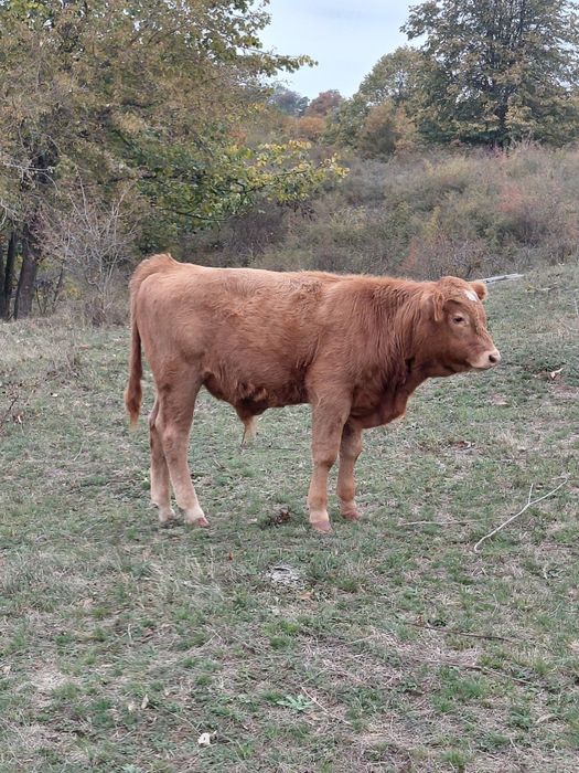 Vând tauras de aproape 5 luni