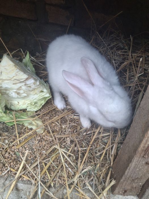 Vând iepuri de curte