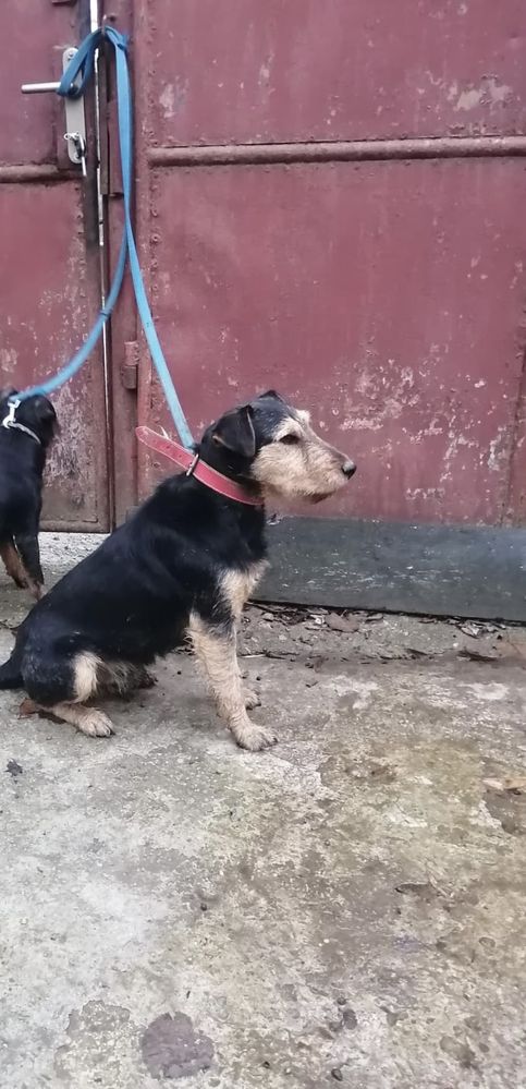 Caine Jagd terrier pentru vantoare de misteti.