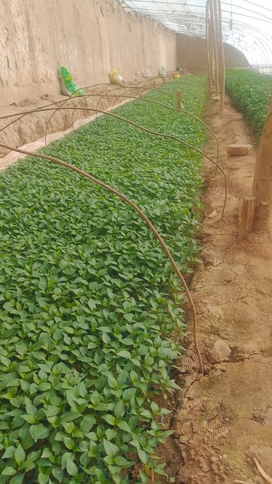 Garantiya Fish kuchatlar bor