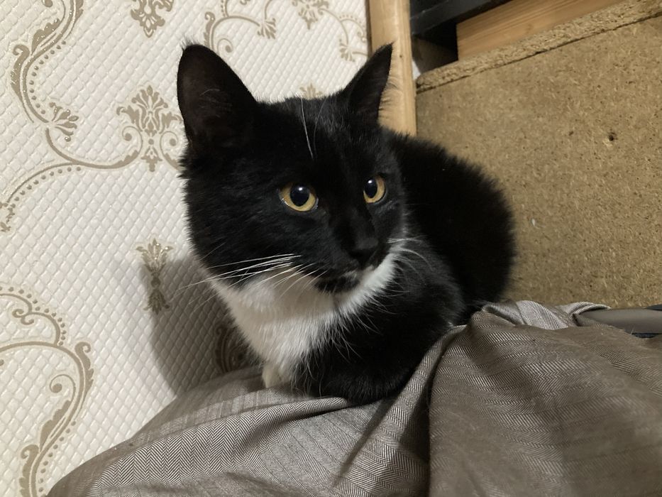 Отдам котенка в добрые руки