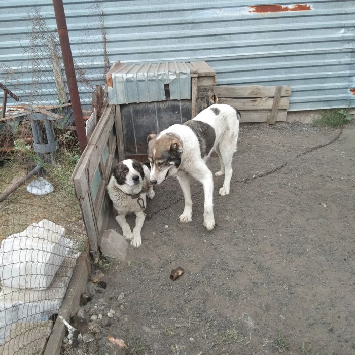 Щенки алабай, два  месяца, самостоятельные.