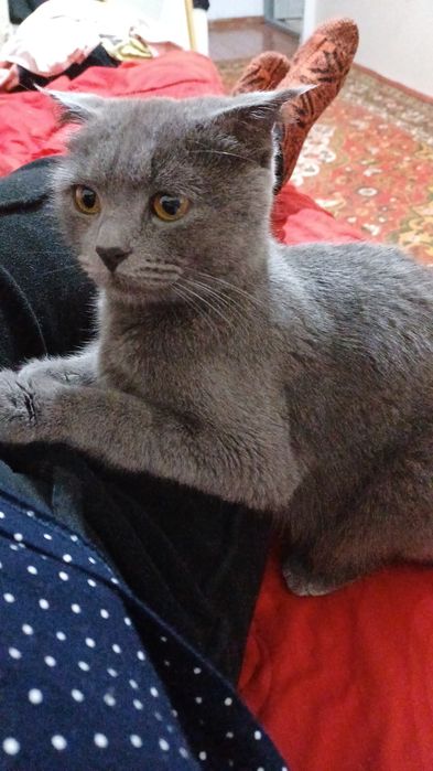 Вислоухивый кошка