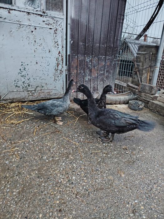 Vând boboci de rata muta