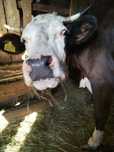 Vaca 5 ani, geastanta in luna a 7 a