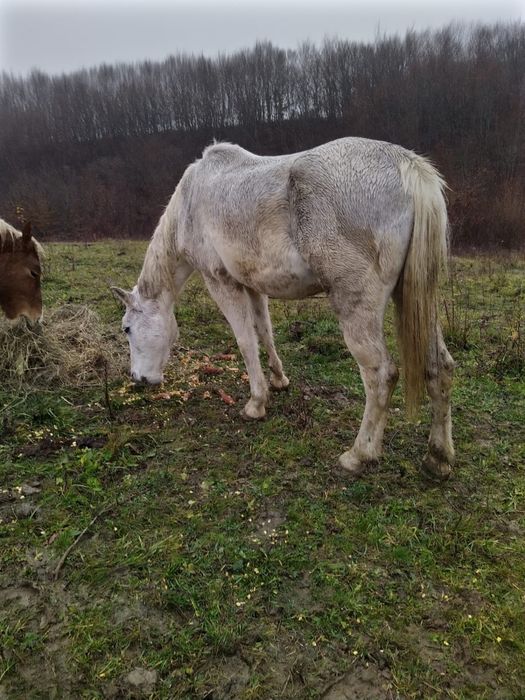 Vand cal pentru gospodarie