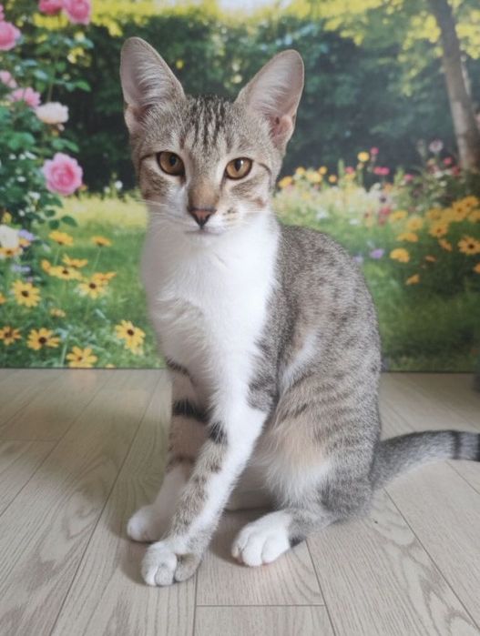 Ищет дом котик с золотистыми глазами!