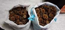 Conuri de pin (2 sacose)
