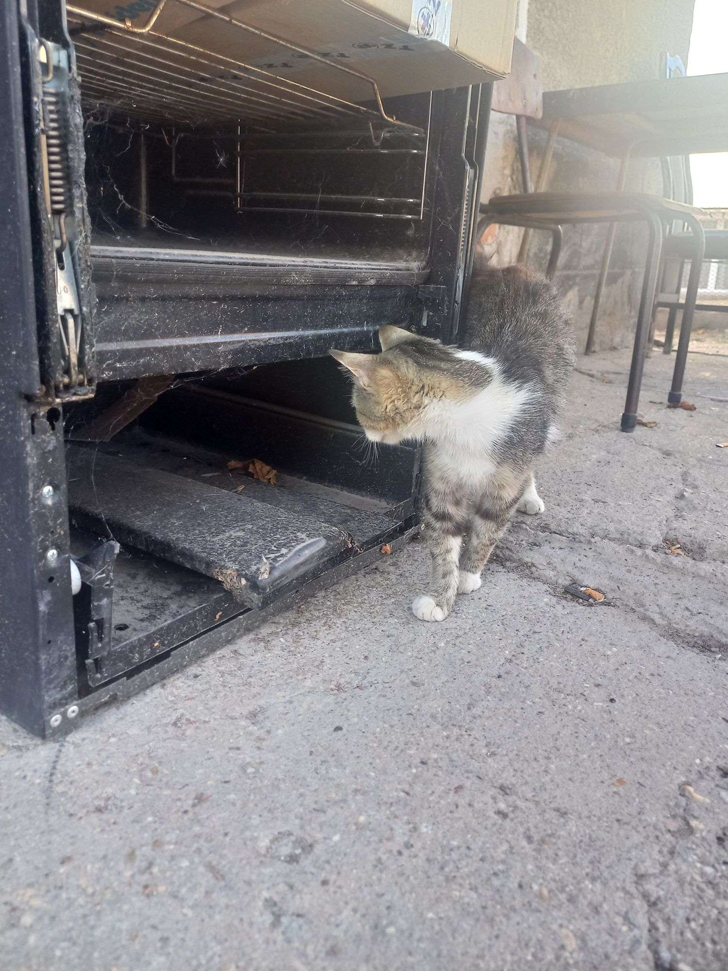 Късокосместа котка