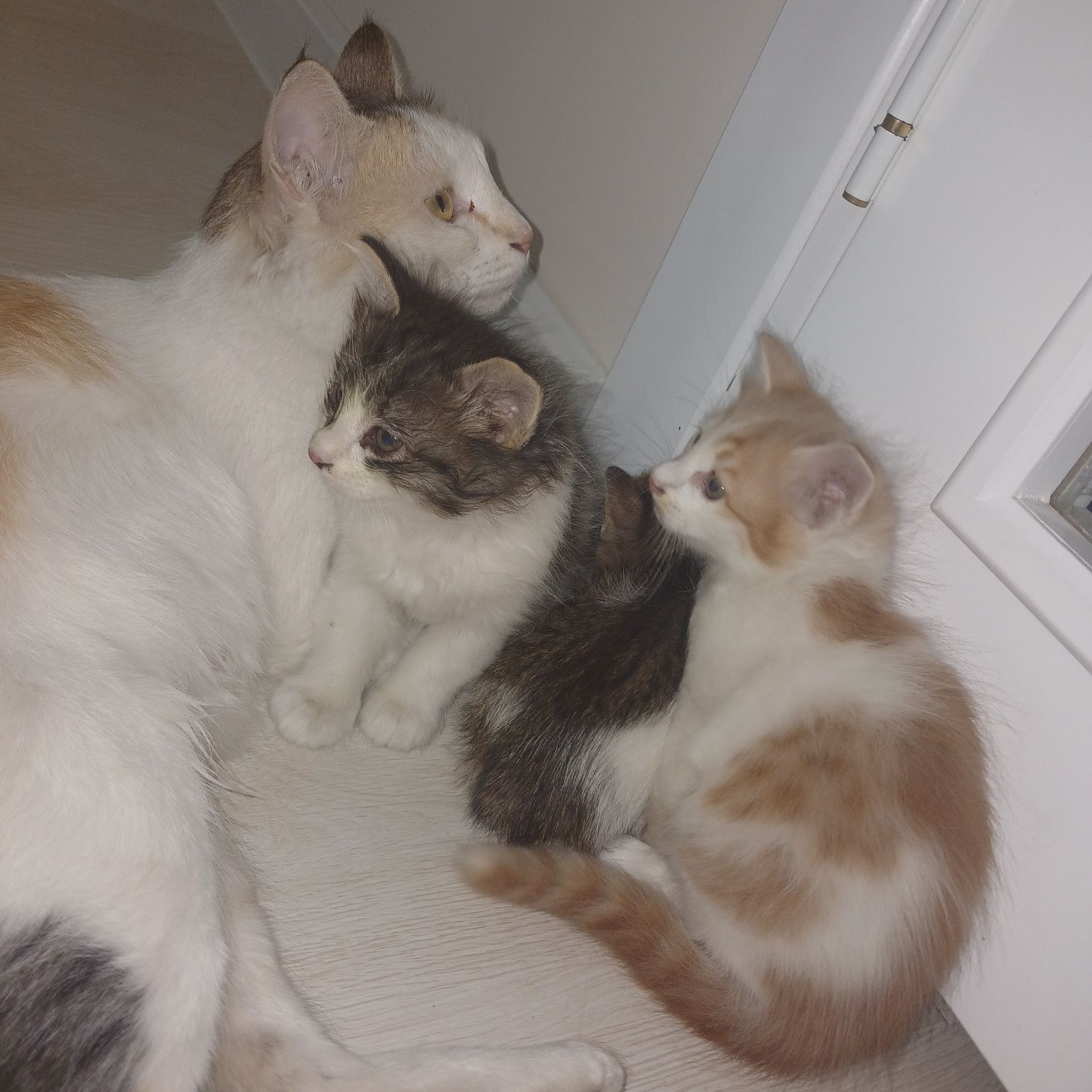 Отдам даром семью кошки и котят в добрые руки