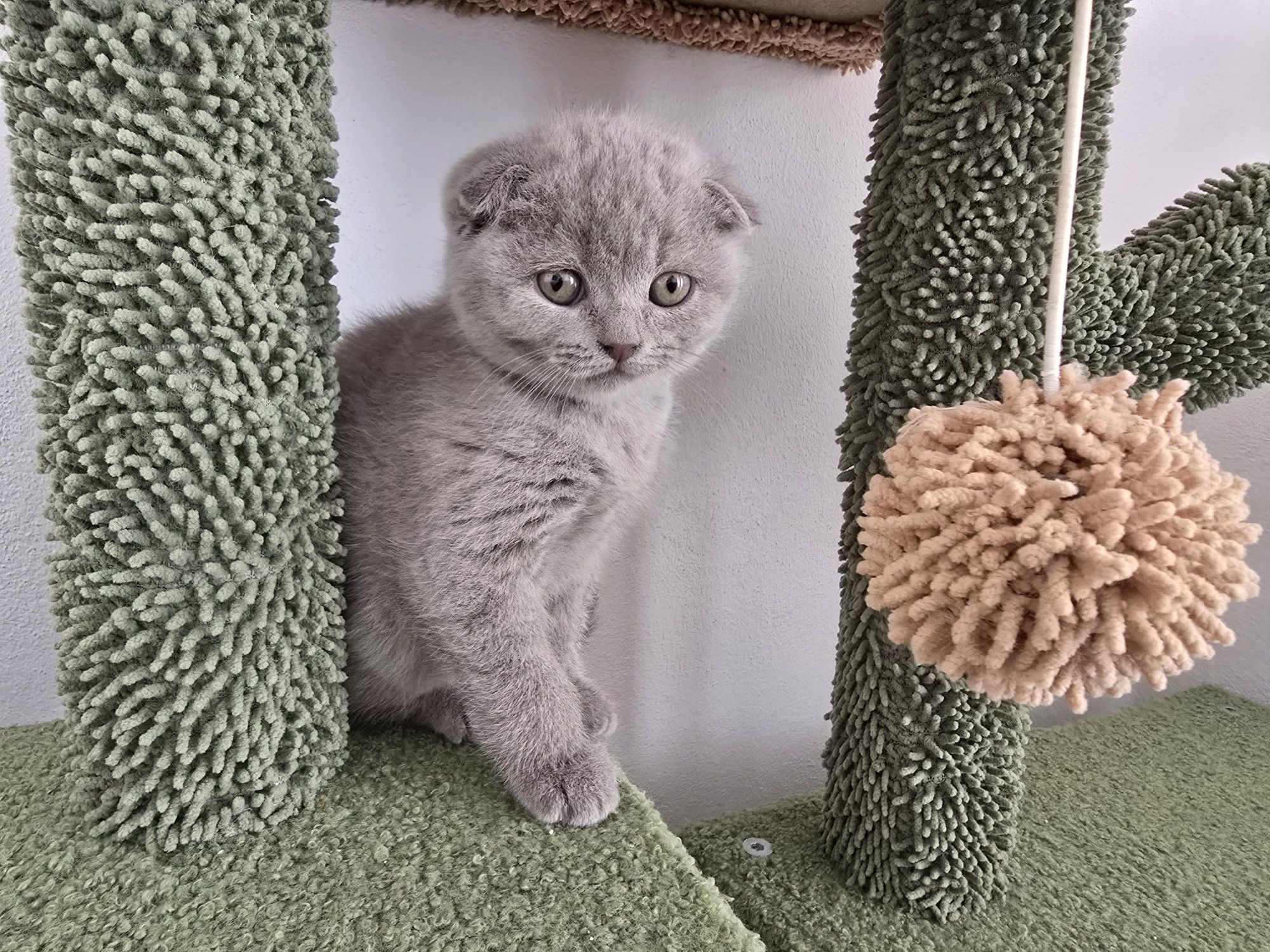 Pisici british shorthaire