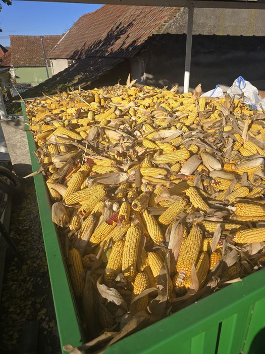 Vand porumb știuleți 2025