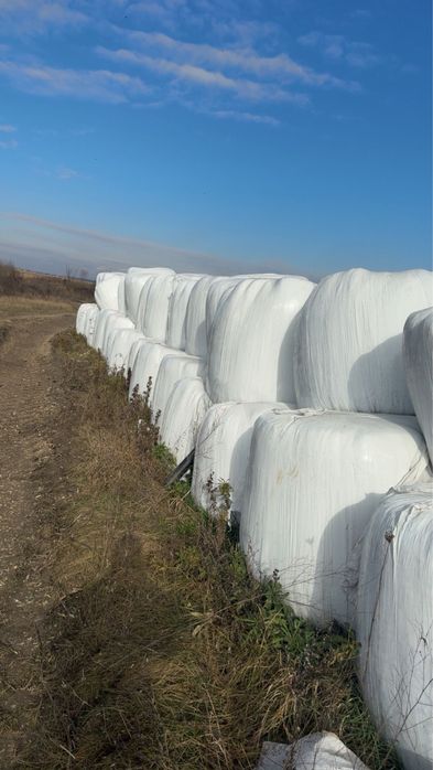 Baloți înfoliați de lucernă și siloz