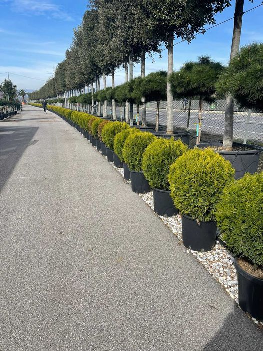 Plante ornamentale premium pentru amenajări moderne de grădini