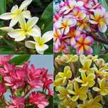 Plic a cate 12 seminte Plumeria Frangipani Rubra si Adenium Obesum