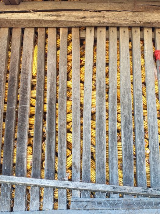 Vând porumb știuleți