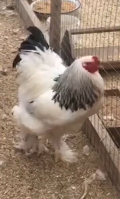 Брама хорозлари сотилади