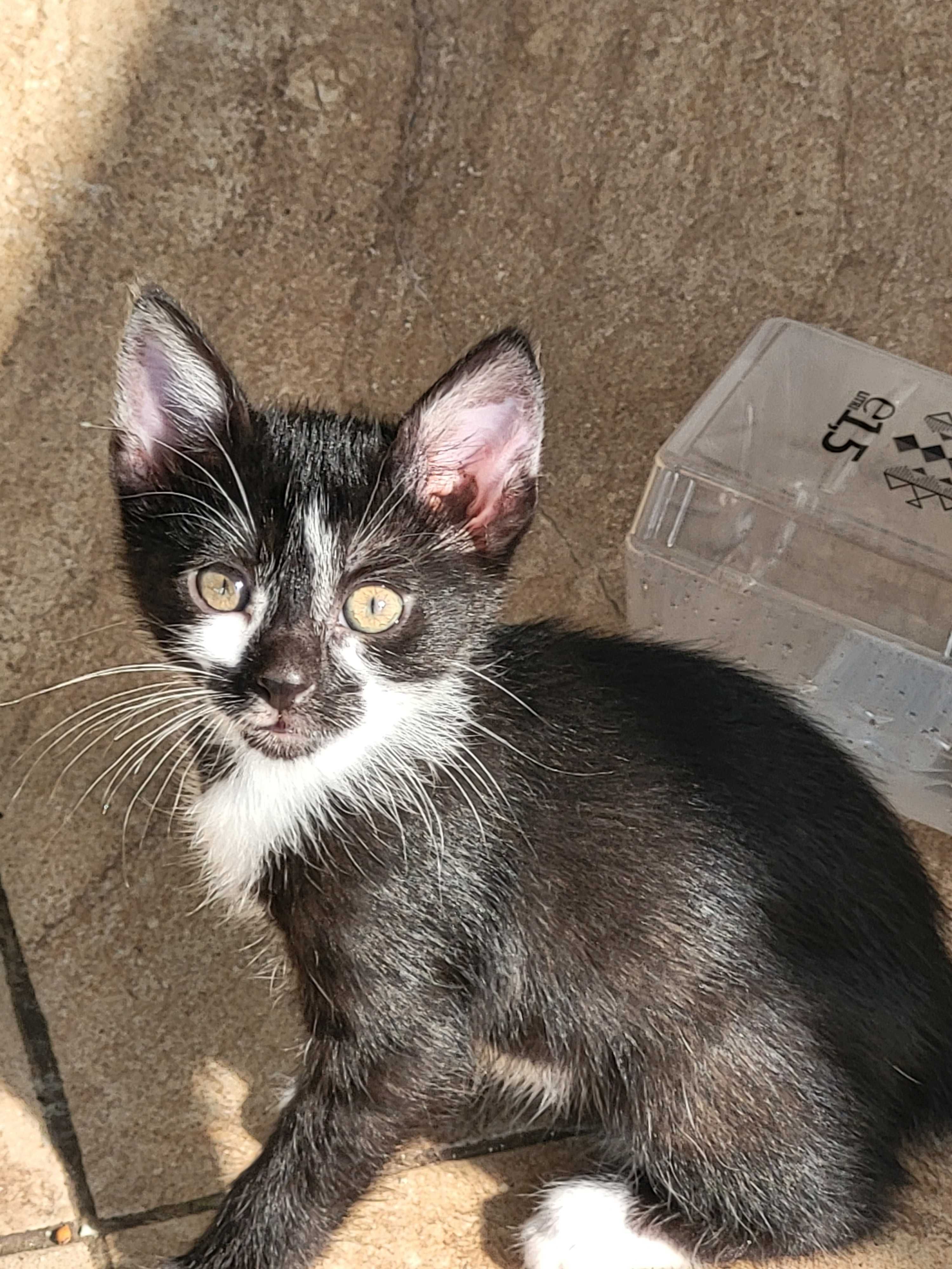 Pisoi spre adoptie