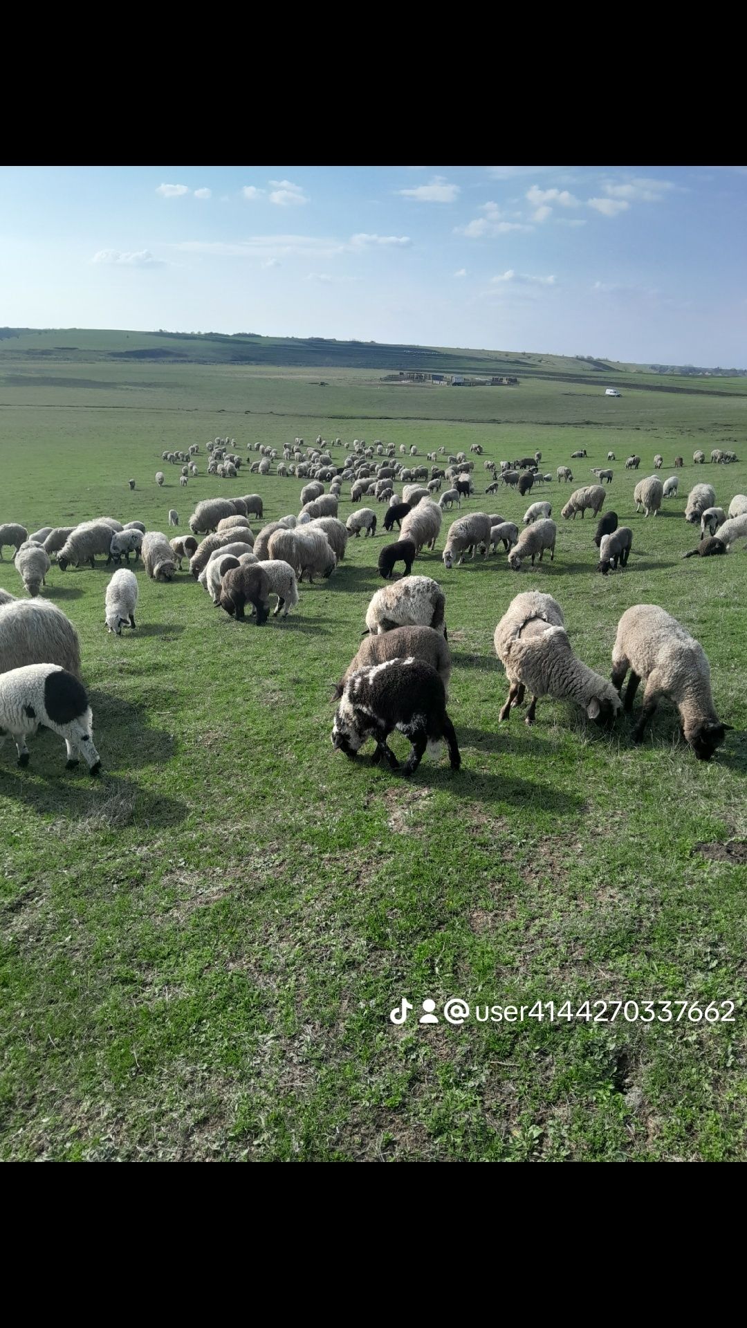 Vând oii tigaie bune de lapte