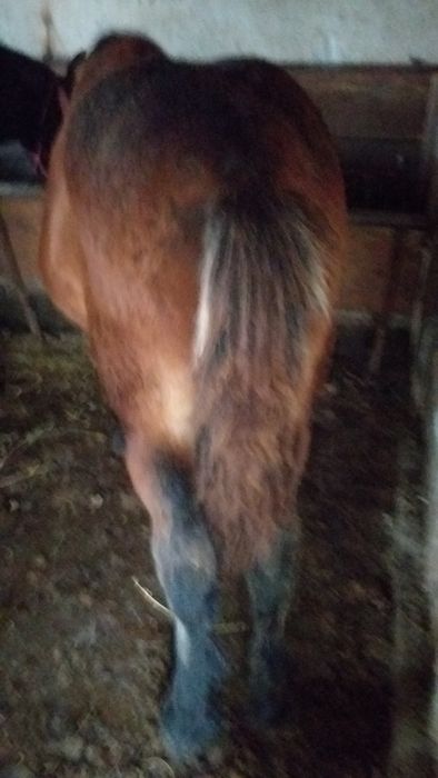 Vand 4 iepe si 4 manzi