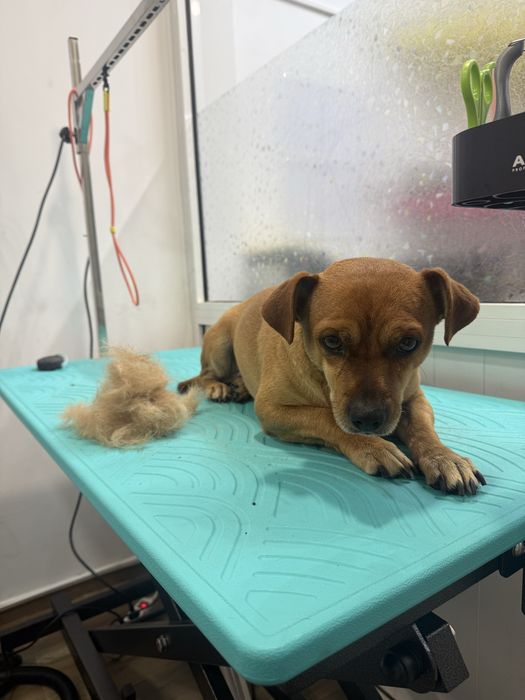 Груминг салон