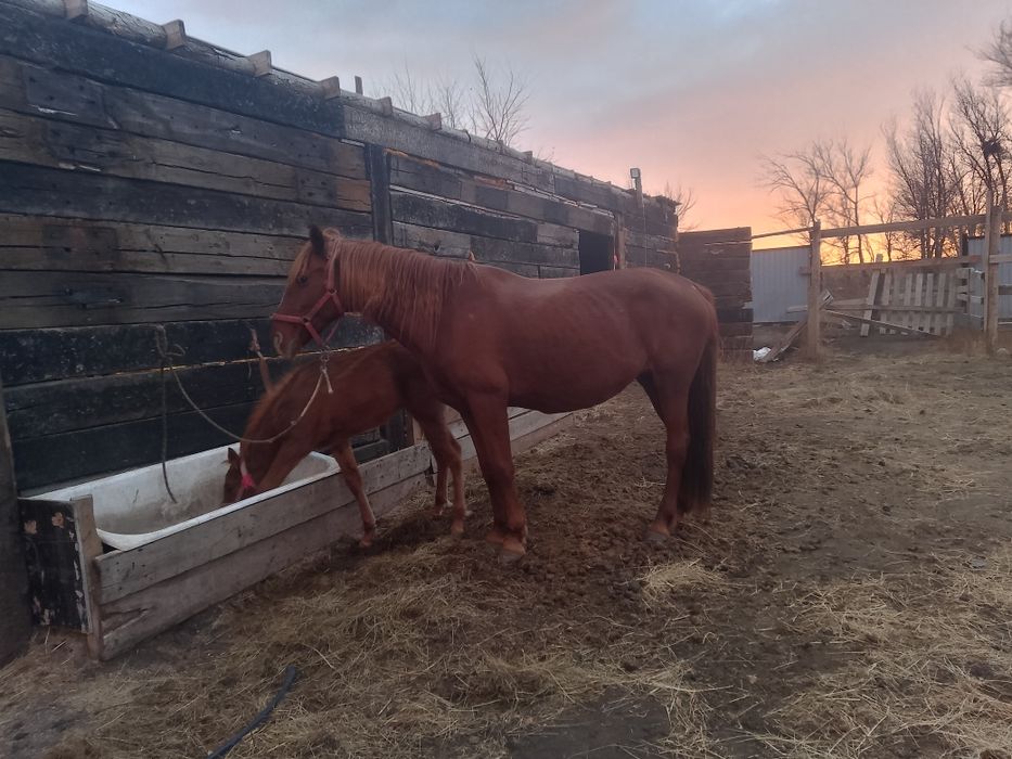 Міңгі сауын жуас бие сатылады