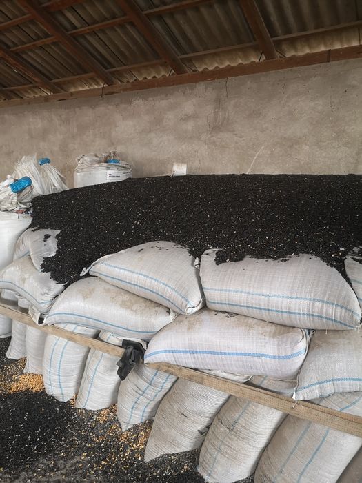 5 tone floarea soarelui