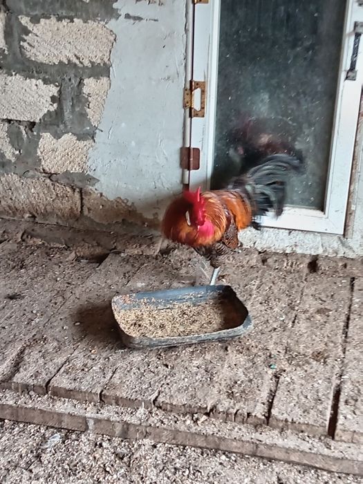 Парода Брекель 1 жыл 3 айлык