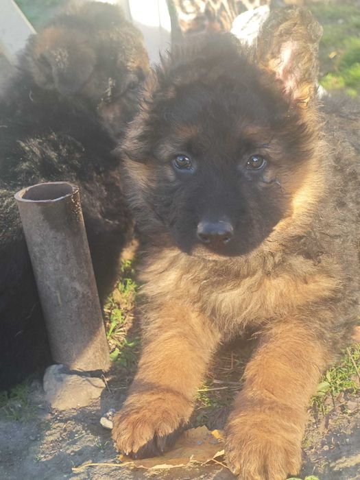 Немски овчарки дългокосмести