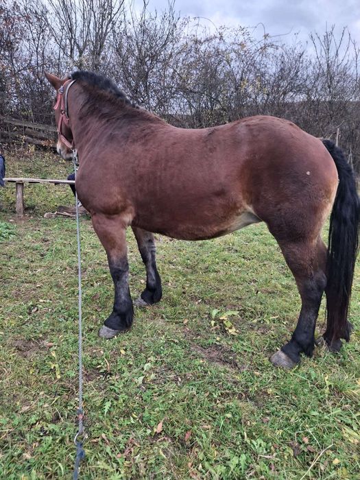 Iapa de vanzare  Floresti