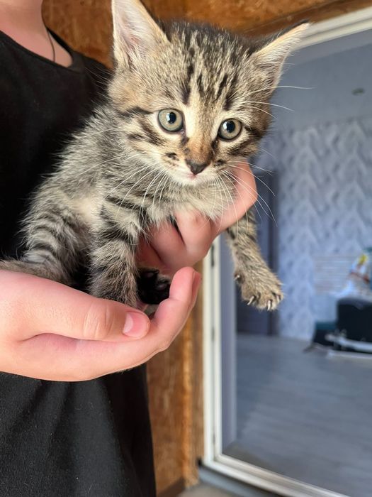 Кошка бесплатно.