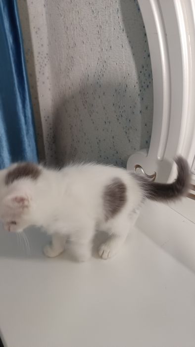 Продаётся котёнок скотиш страйт