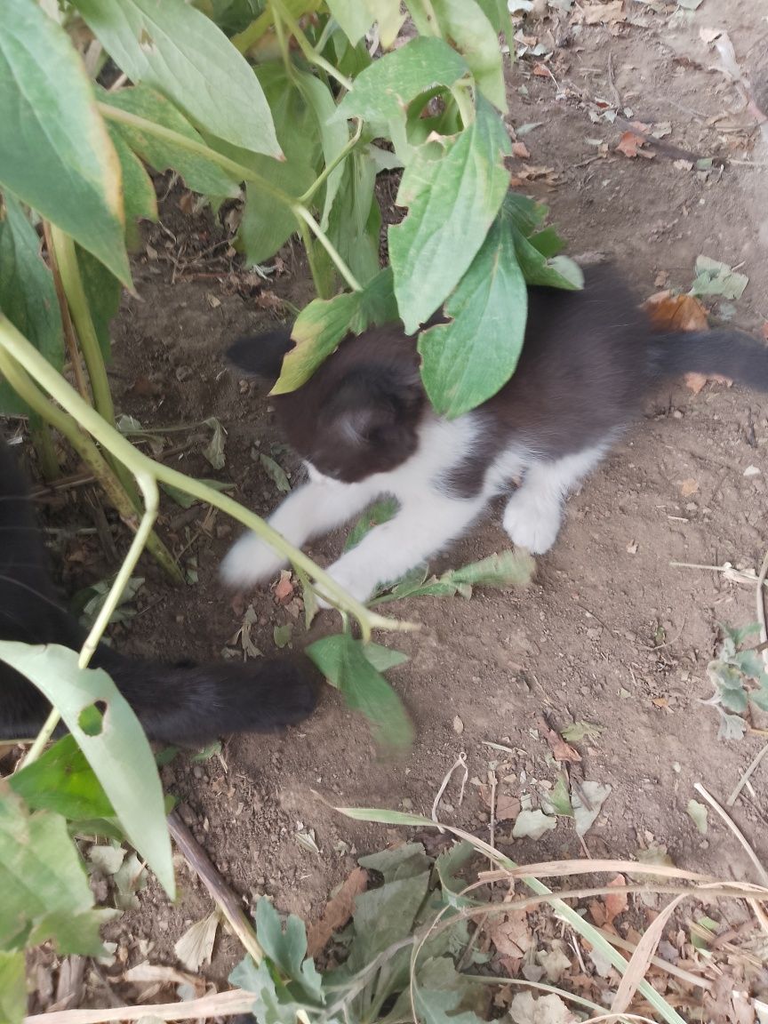 Подарявам котенца