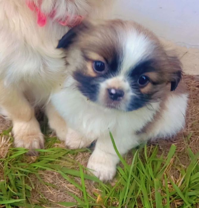 Малки чистокръвни пекинези