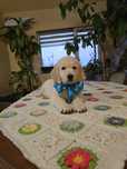 De vanzare pui Golden Retriever