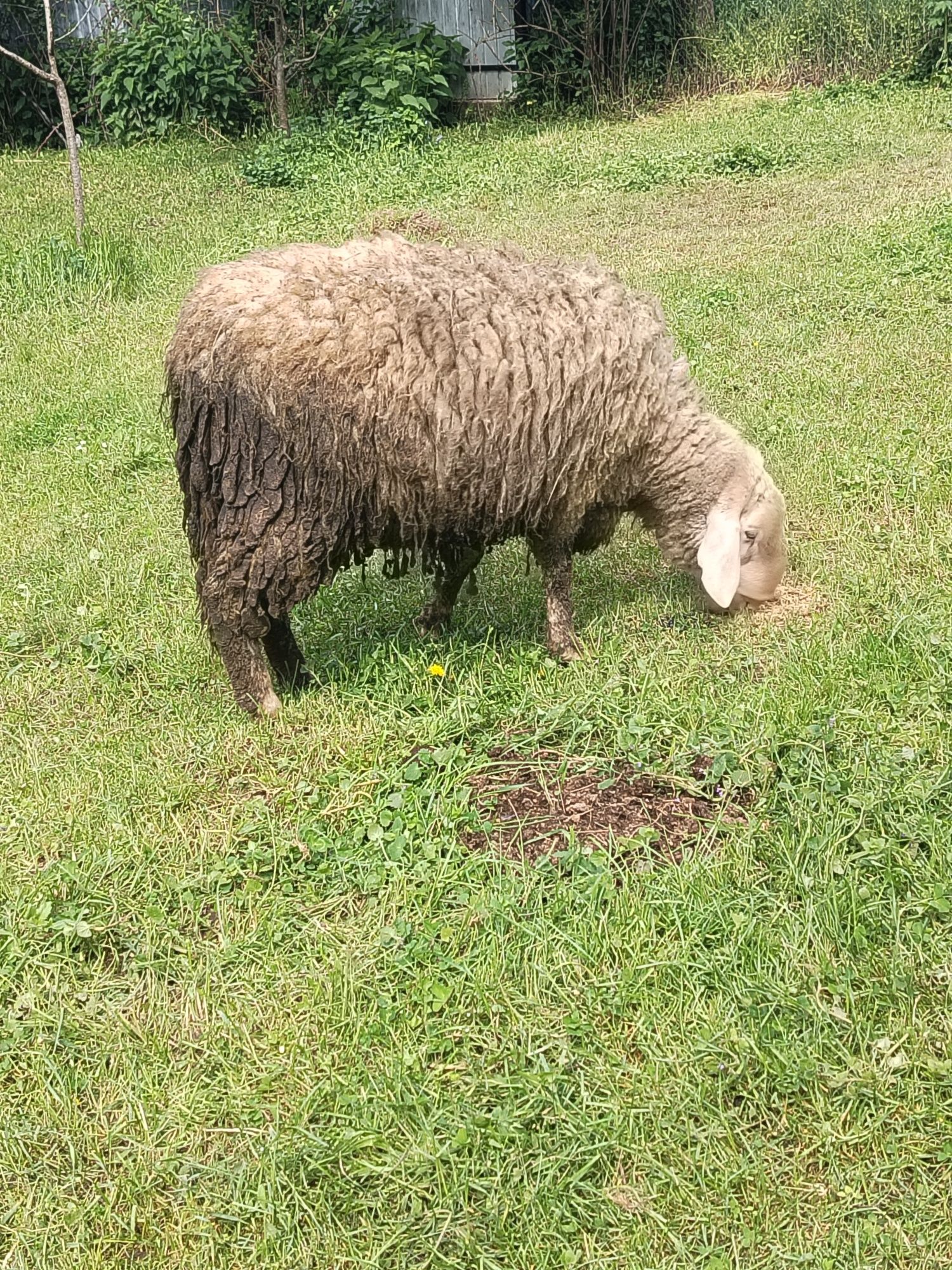 Vând berbec rasa bergamasca original