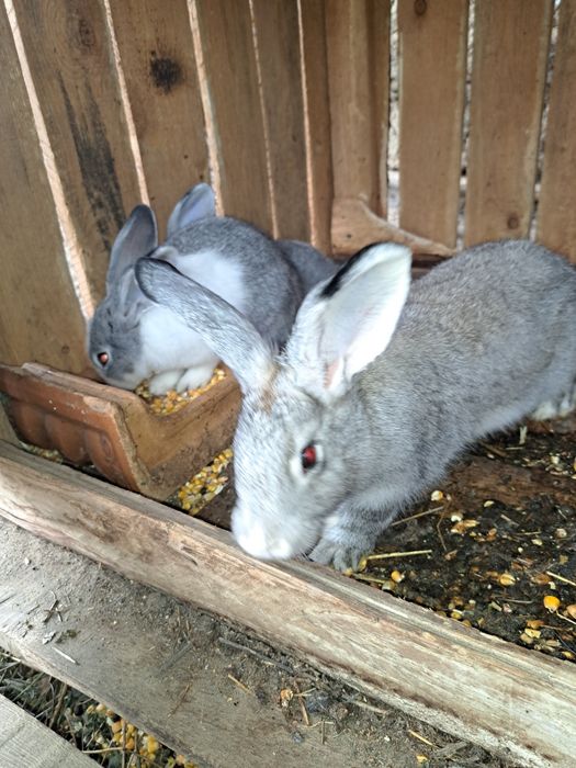 Vând iepuroi de 8 luni și 5 bucăți de 4 luni