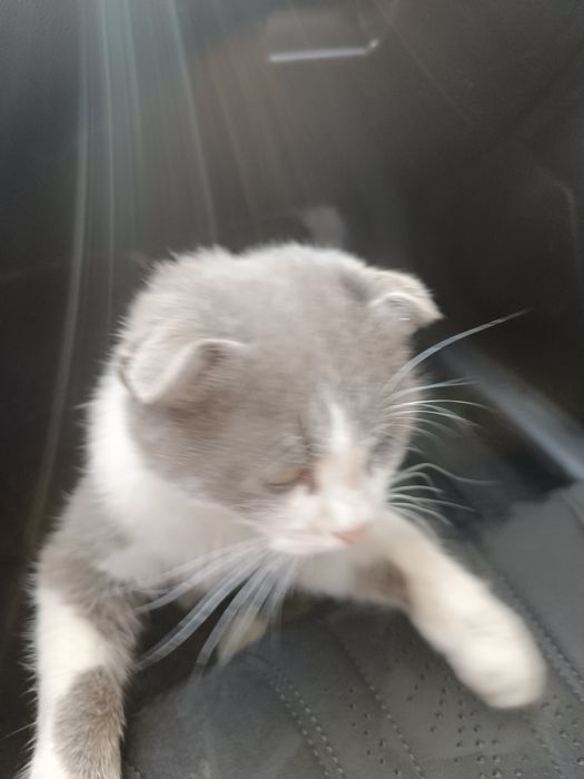 Кошка.          .