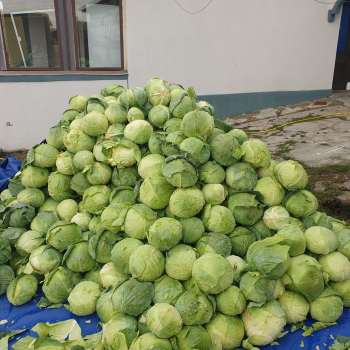 Varza de vânzare