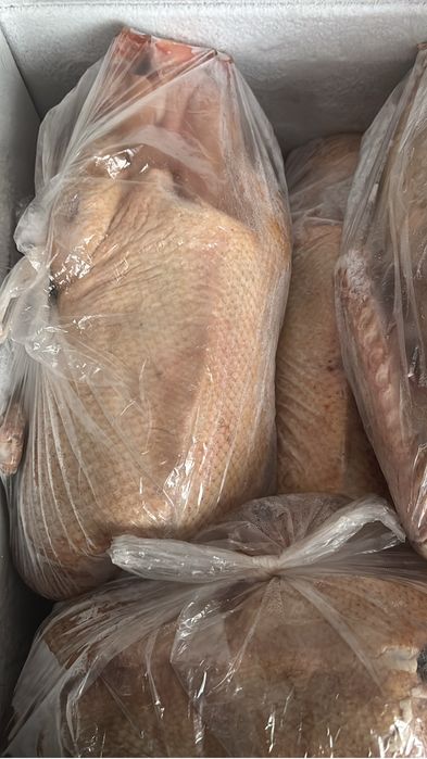 Продам гусей не дорого