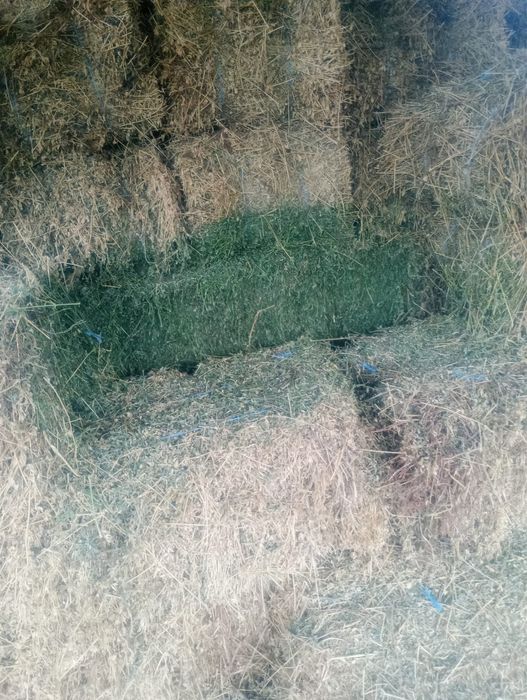 Vand 200 de baloti de lucerna