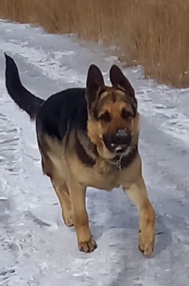 Вязка немецской офчарки ГДР линии. Крупный красивый молодой