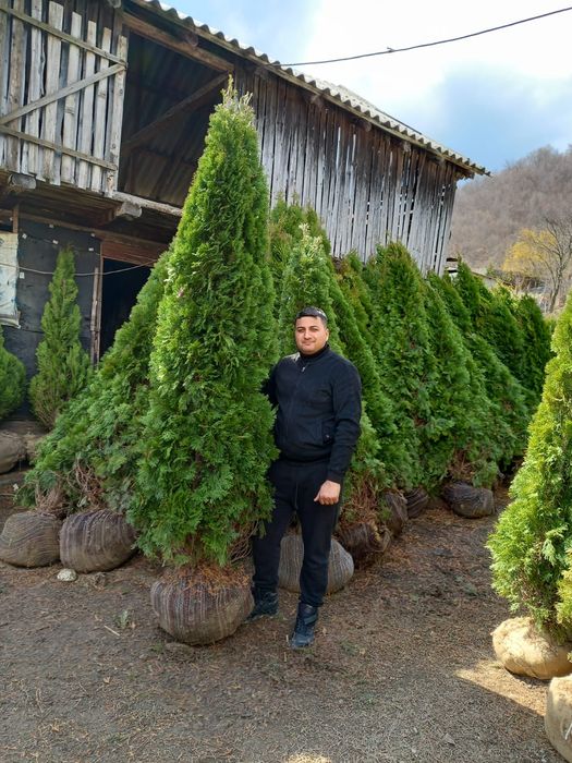 Vând tuia smarald columna braband lelandy spirale pon pon