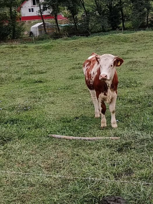 Vaci de vanzare!